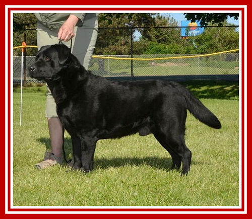 Ch. Nyroca Castlegar Remember MII