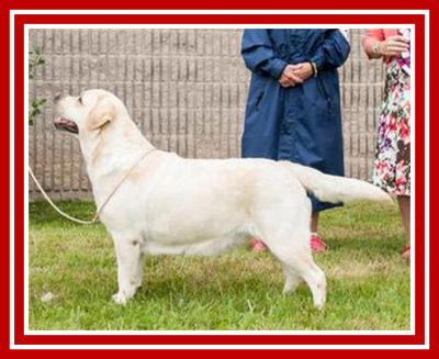 GCh Oaksill Crimson N Clover