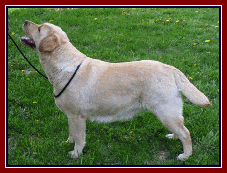 BOB - CH. CASTLEGAR SOMETHING ELSA