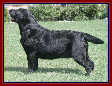 BOB - CH KRISCOLAND'S PURIFY ME CLAIRE