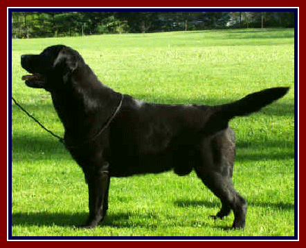 BOB - Ch. Linjor Cabernet Export