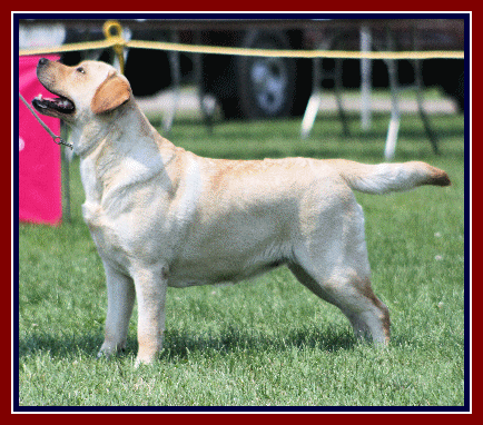 Ch Nyroca's Castlegar Bewitched