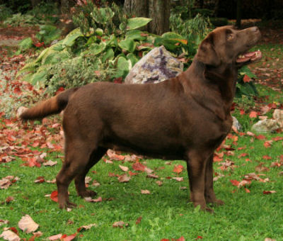 Keldea TL Pipin at Castilleja