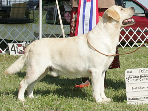 E.O.L.B.A Best of Breed 2011 (Sunday)