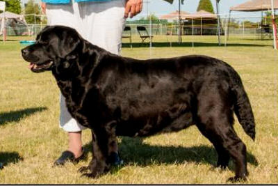 E.O.L.B.A Best of Breed 2012